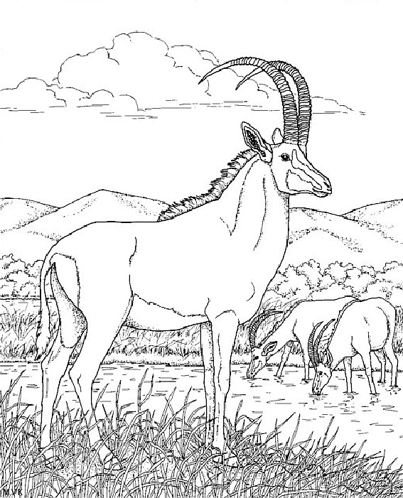 nature in africa026
